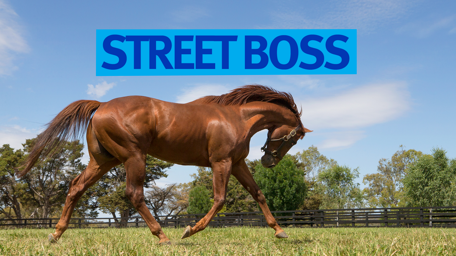 Street Boss Australia Images, Photos, Reviews